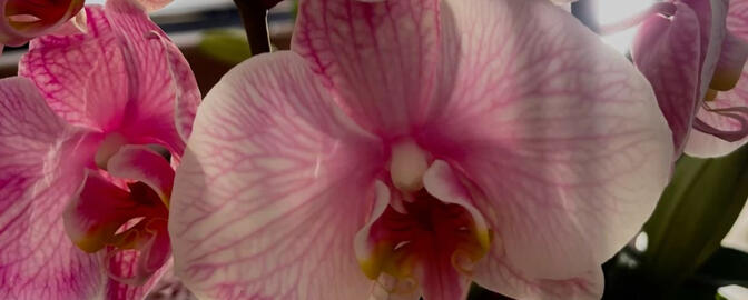 Orchid : IDR 18.000 • Half-day Package • For 6 hours, she'll acompany you and give you all the free service.