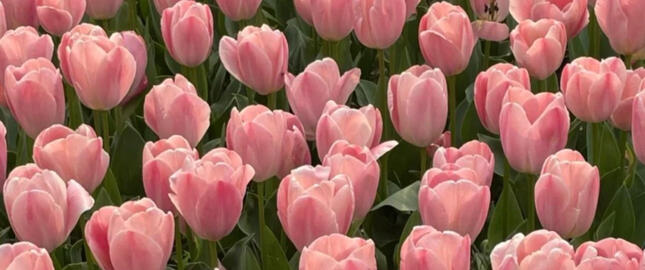 Tulips : IDR 30.000 • VVIP Package • She is belong to you for an entire day, accompanying you thru flexibel work hours and give you a free PDA. She willl not doing slefprom during session and will put your name on her bio