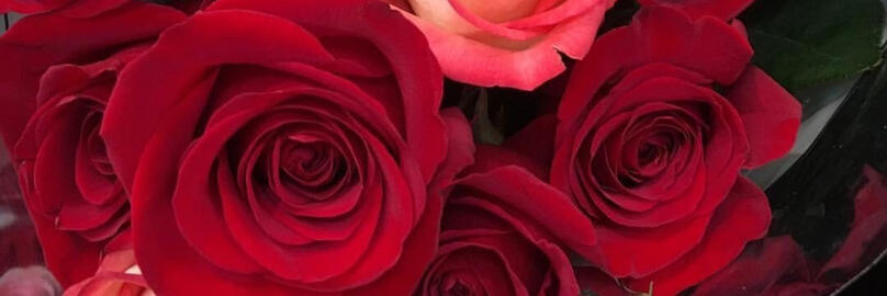 Roses : IDR 8.000 • Hourly Package • You can have a session with her for 1 hour or more and receive free service.